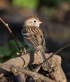 picture-for-twitter-article