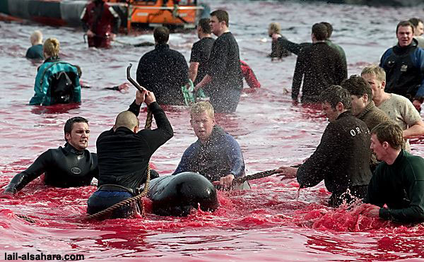 denmark-dolphin-slaughter