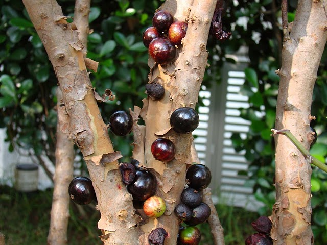 fruit on the trunk