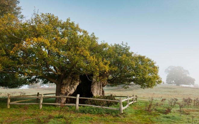 tree queen elizabeth